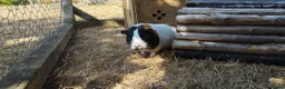 Guinea Pig rodents for sale: Three female guinea pigs looking for new home in Axminster - Advert 3