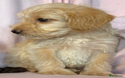Mixed Breed dogs for sale: Lakeypoos Ready Now  - Image 10
