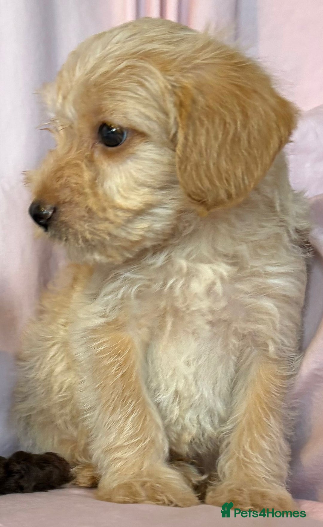Mixed Breed dogs for sale: Lakeypoos Ready Now  - Image 10