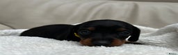 Dachshund dogs for sale: Long haired mini Daschund  - Advert 4