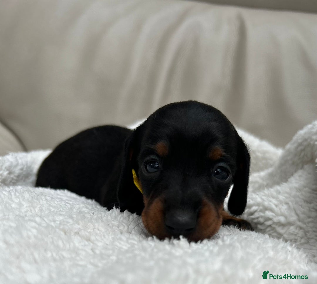 Dachshund dogs for sale: Long haired mini Daschund  - Advert 4