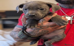 Staffordshire Bull Terrier dogs for sale: Blue/blue&white staffs - Image 21