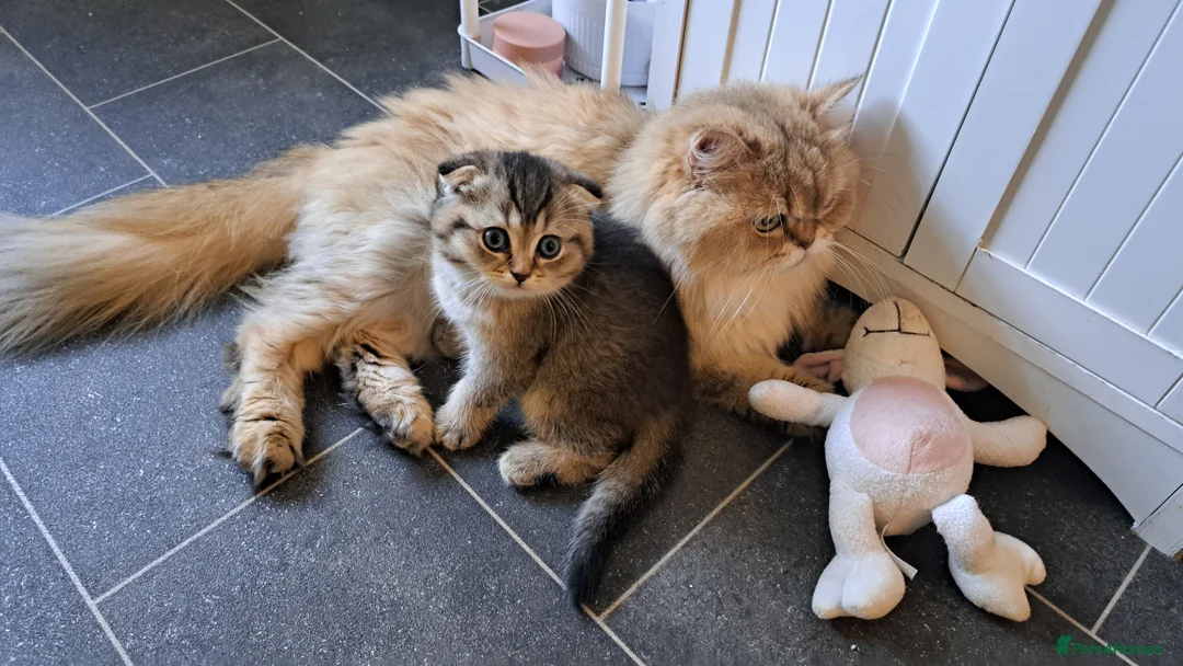 Scottish Fold cats for sale: Beautiful scottish kittens  - Advert 1