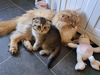 Scottish Fold cats Beautiful scottish kittens - Advert 4