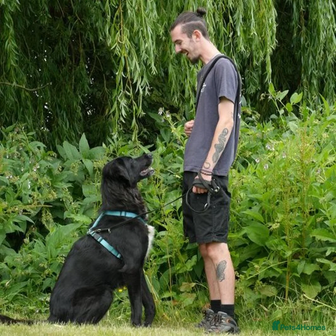 Mixed Breed dogs for adoption: Roo has been waiting for a home for too long! in Waltham Abbey - Advert 2