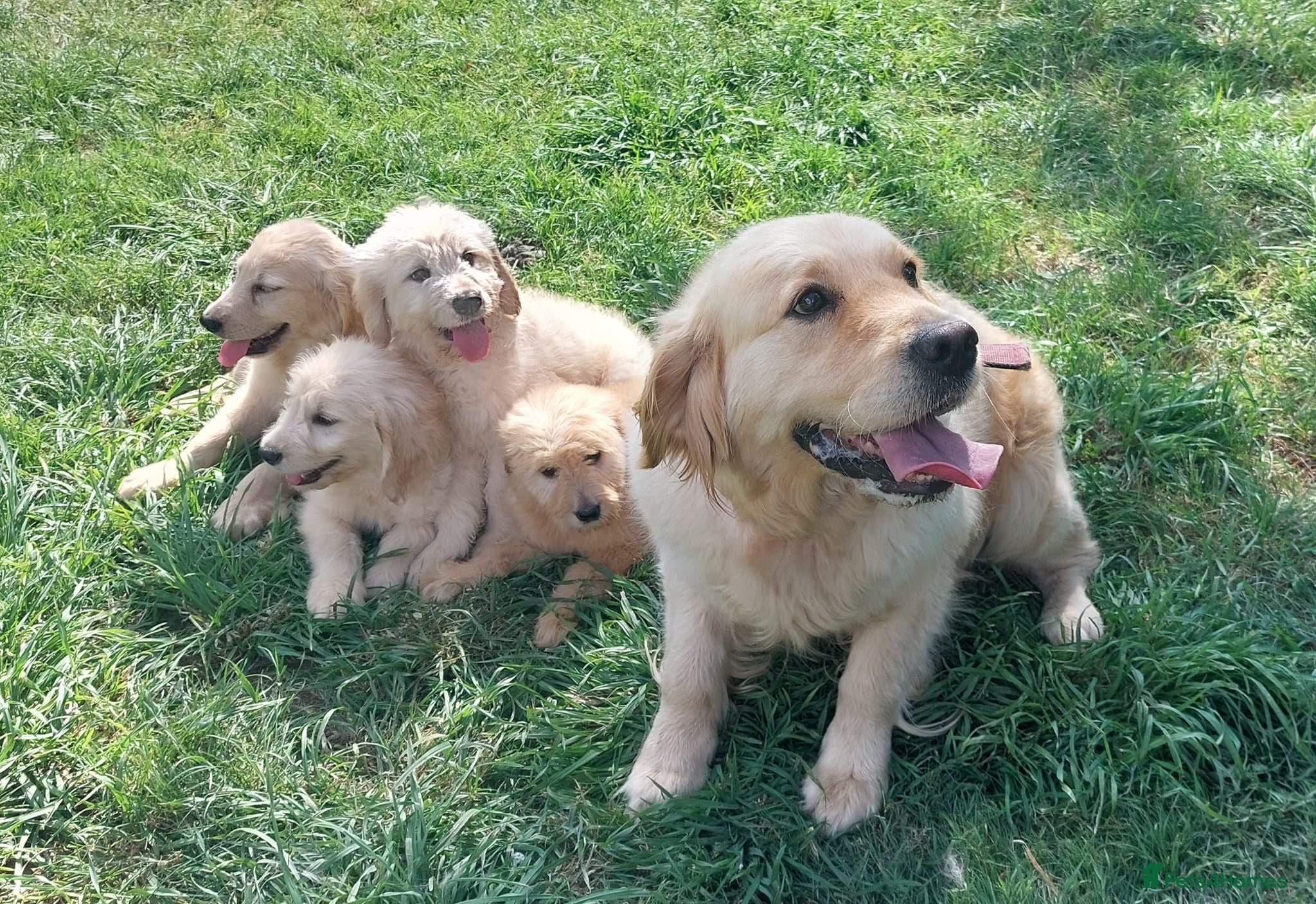 Mini Goldendoodle dogs Exceptional F1 Goldendoodle Puppies  - Advert 2