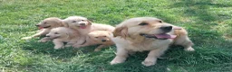 Mini Goldendoodle dogs for sale: Exceptional F1 Goldendoodle Puppies  - Advert 2