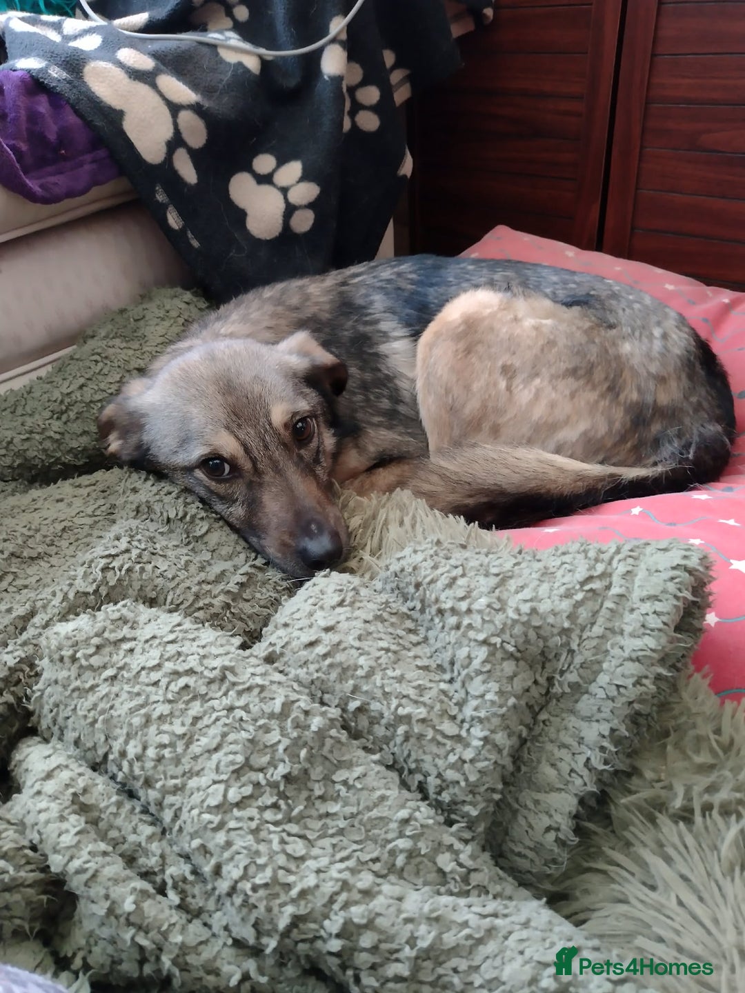 Mixed Breed dogs for adoption: Marvellous Margot for Adoption!  - Advert 7