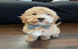 Cockapoo dogs for stud: Handsome F1 Golden Cockapoo Stud - Image 8