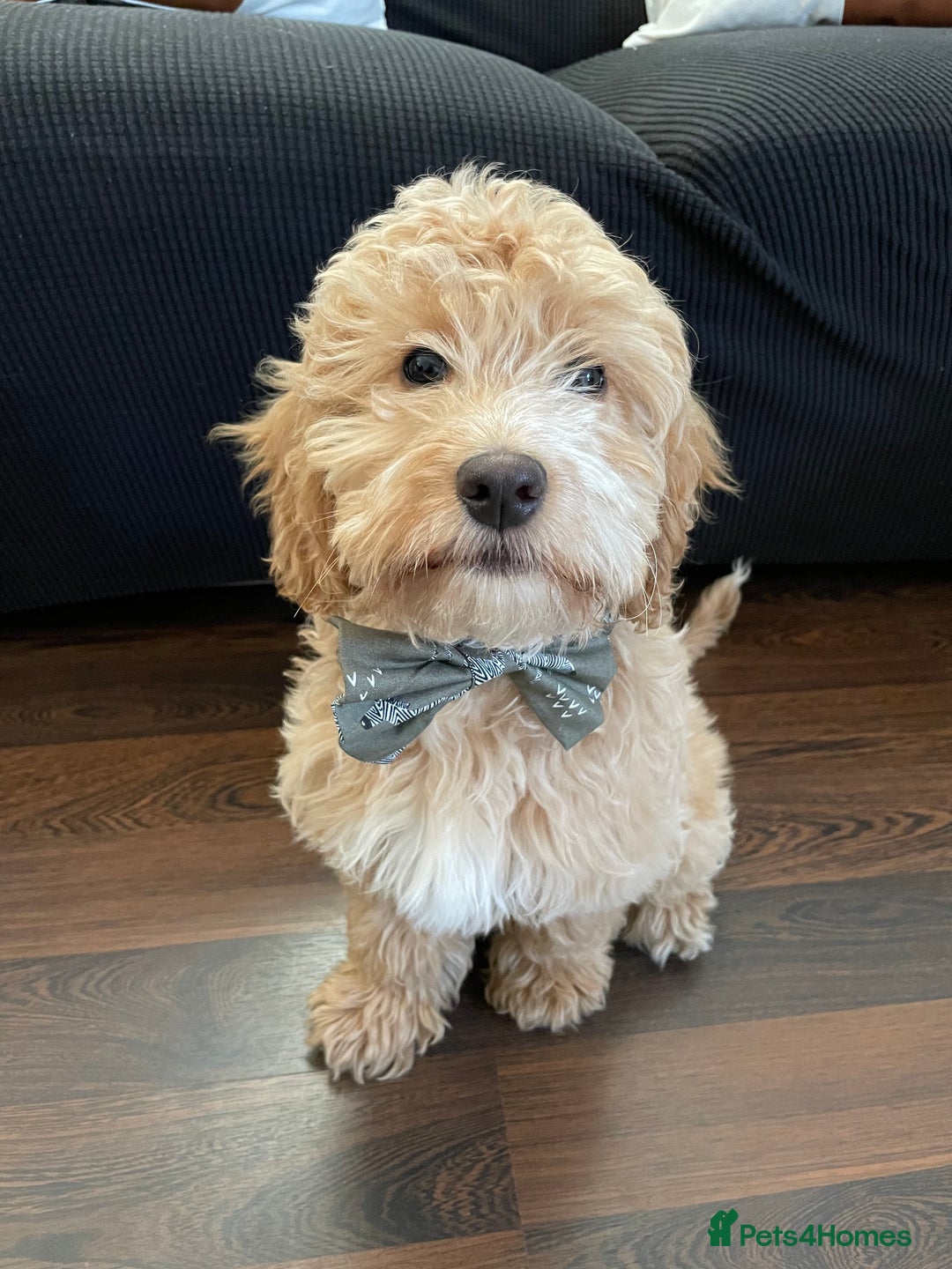 Cockapoo dogs for stud: Handsome F1 Golden Cockapoo Stud - Image 8
