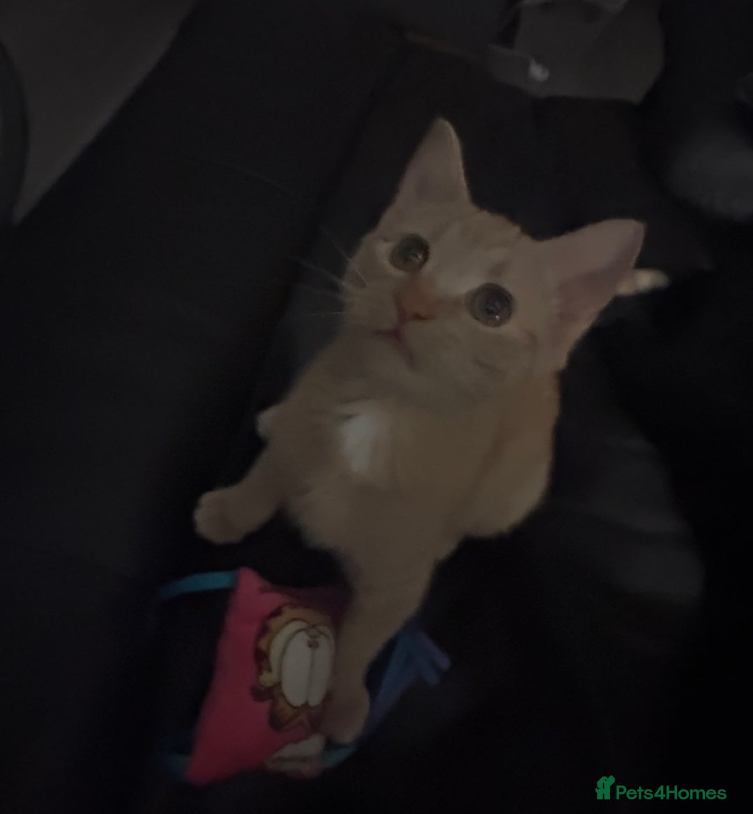 Mixed Breed cats for sale: Beautiful Ginger boy - Advert 3