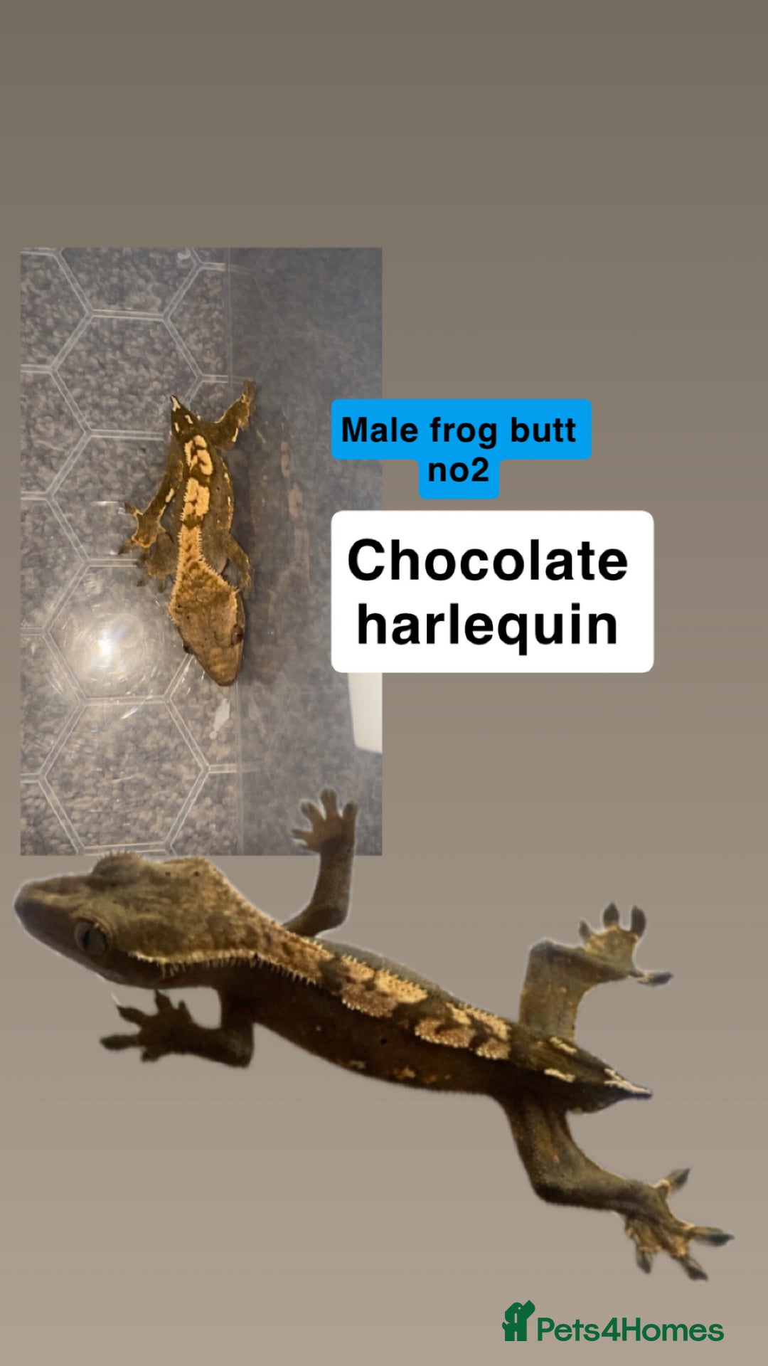 Gecko reptiles for sale: Free male cresties - Advert 2