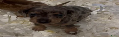 Dachshund 2
