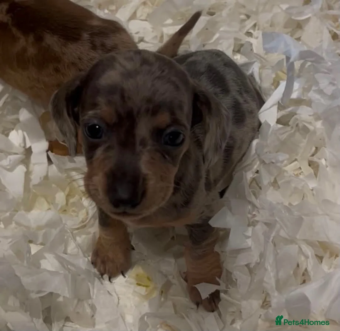 Dachshund dogs for sale: Stunning litter of dapple daschund pups  in Manchester - Advert 2