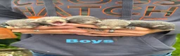 Ferret rodents for sale: Baby ferrets  - Advert 1