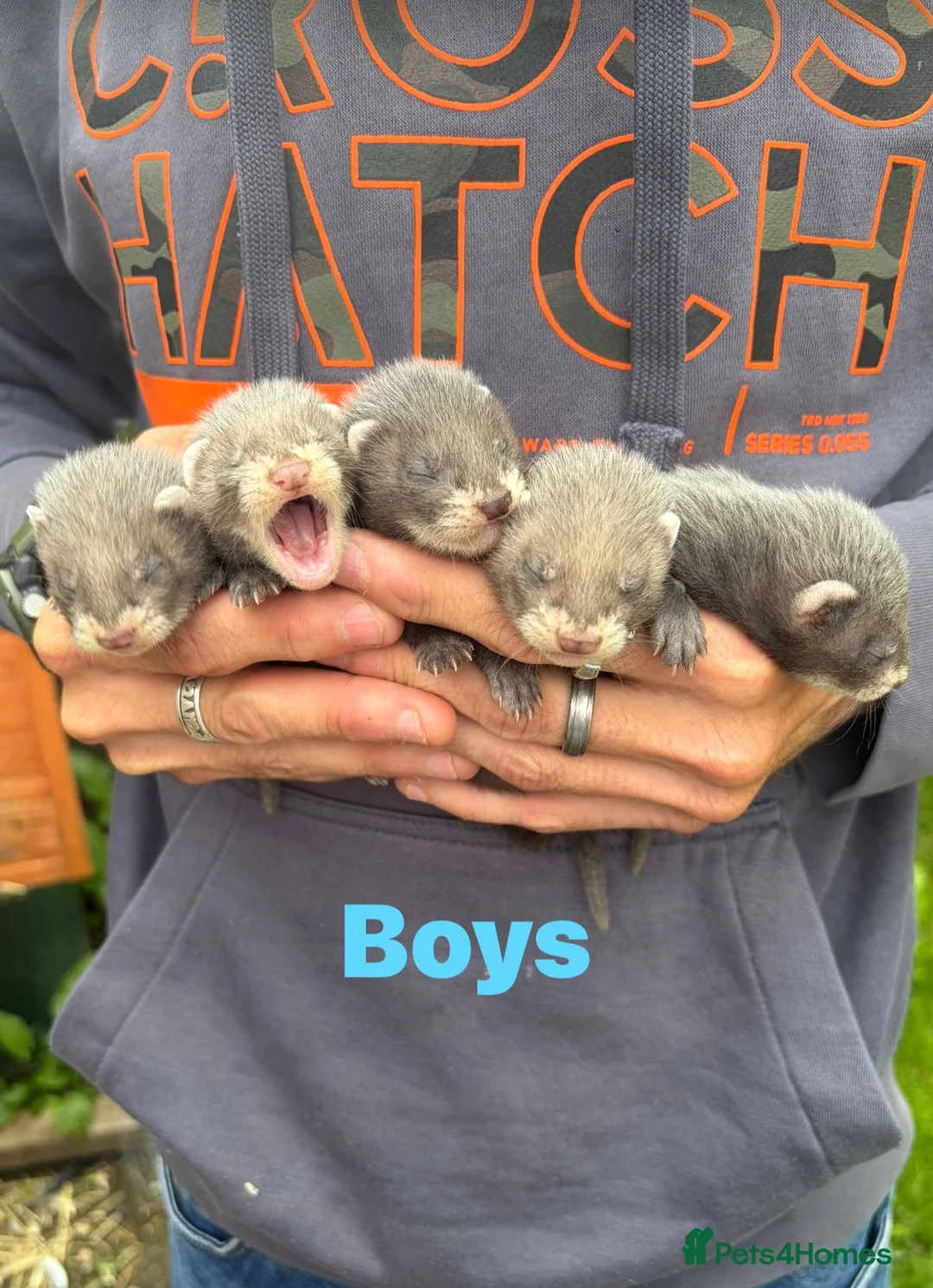 Ferret rodents for sale: Baby ferrets  - Advert 1