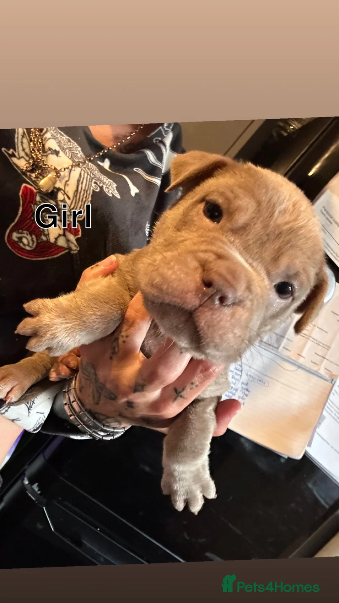 Mixed Breed dogs for sale: Bully x sharpei in Middlesbrough - Advert 12