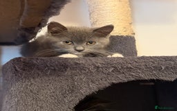 Mixed Breed cats for sale: British shorthair 5 mix kittens  - Image 6