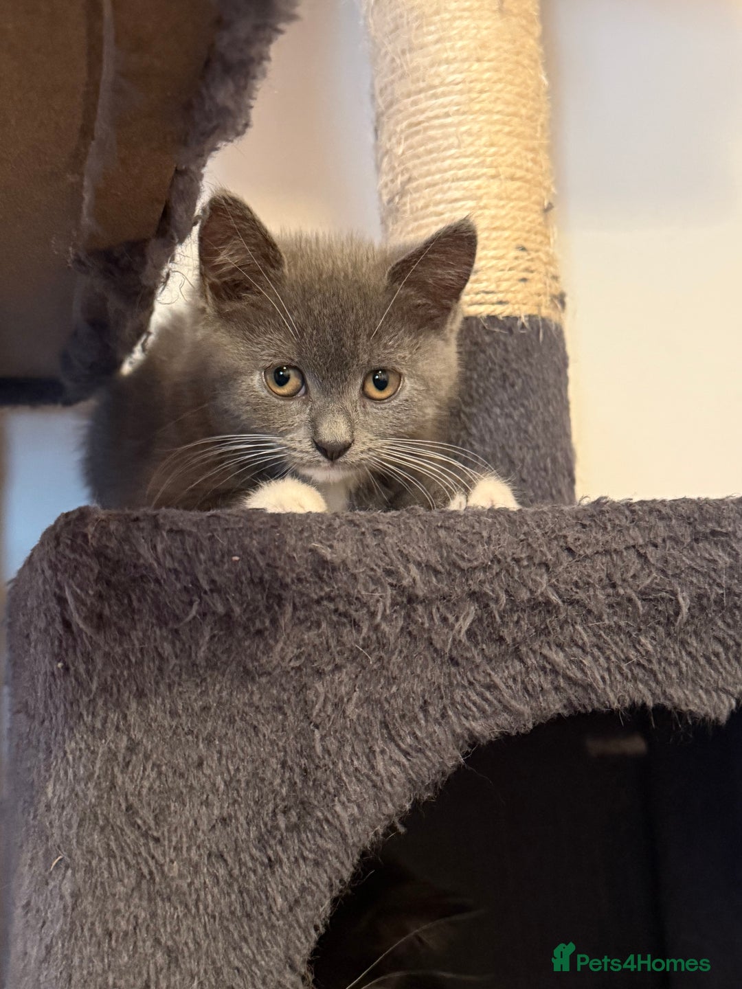 Mixed Breed cats for sale: British shorthair 5 mix kittens  - Image 6