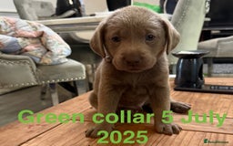 Labrador Retriever dogs for sale: 8 Beautiful Silver Labrador Retriever Puppies  - Image 1