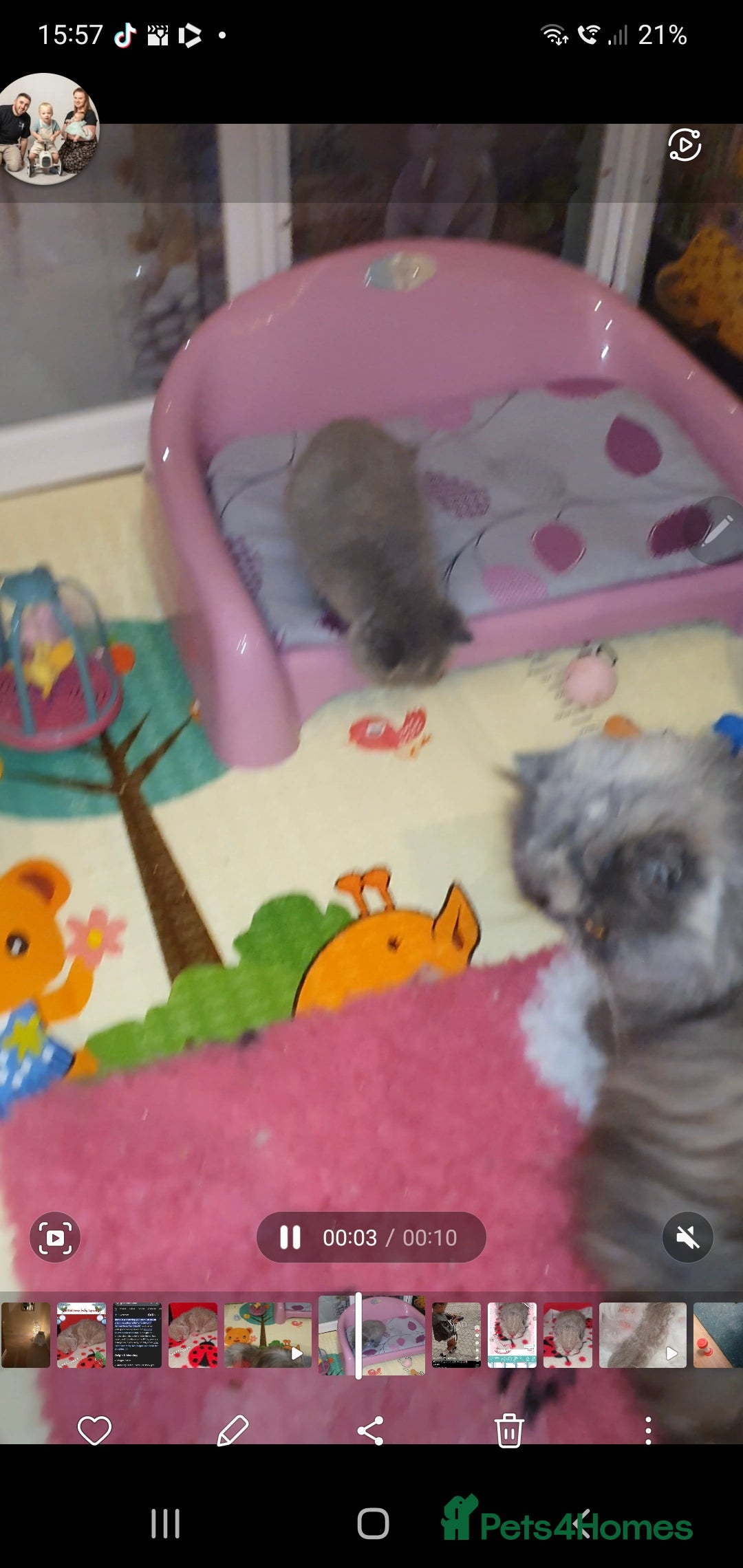 Persian cats for sale: Chunky blue/cream Exotic girl  - Advert 6