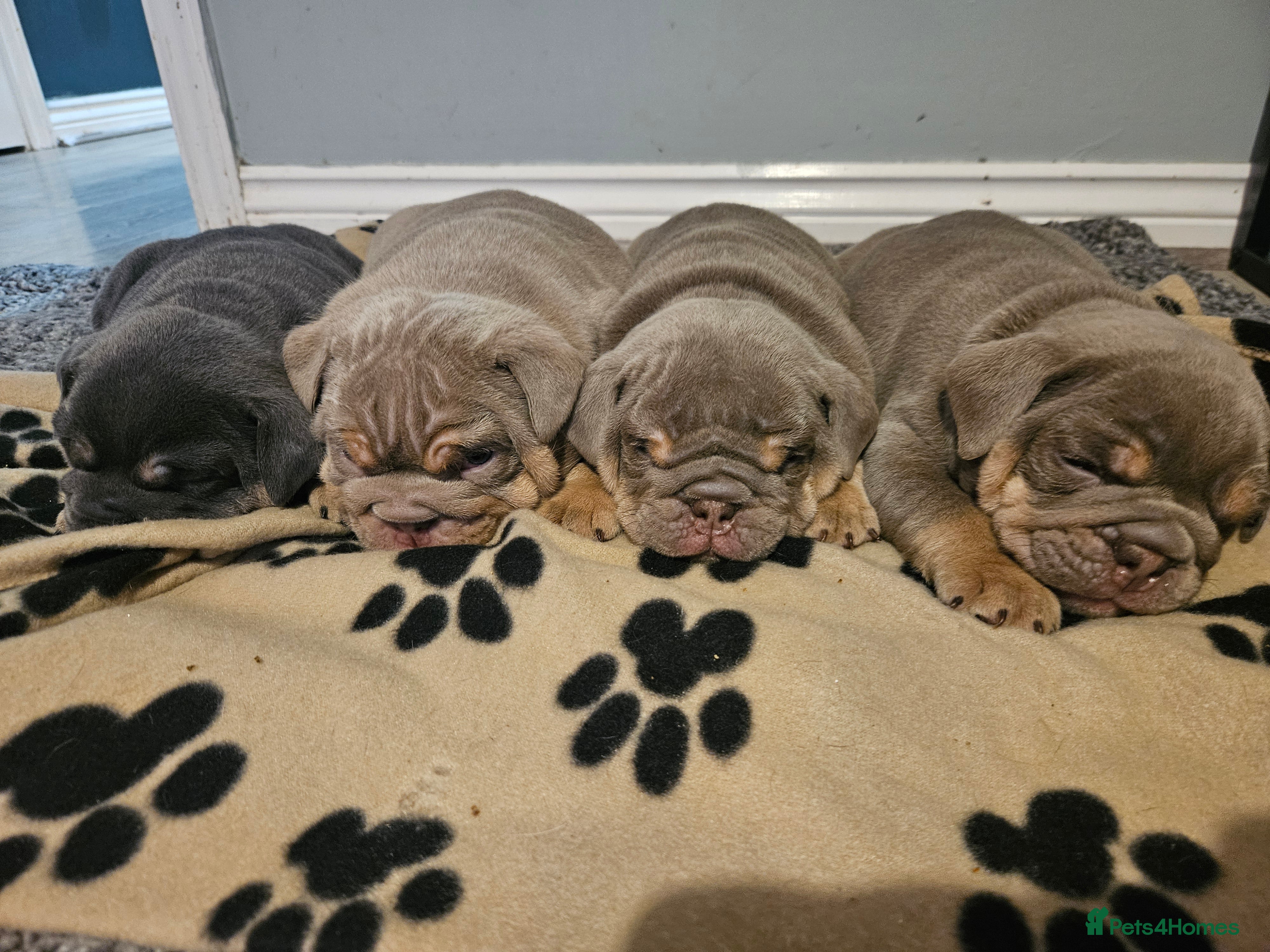 English Bulldog dogs 4 registered English bulldogs  - Advert 3