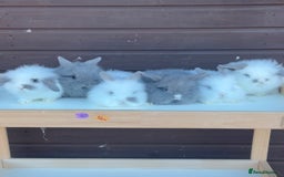 Lionhead rabbits for sale: Extra Special Lionhead Bunnies  - Image 4