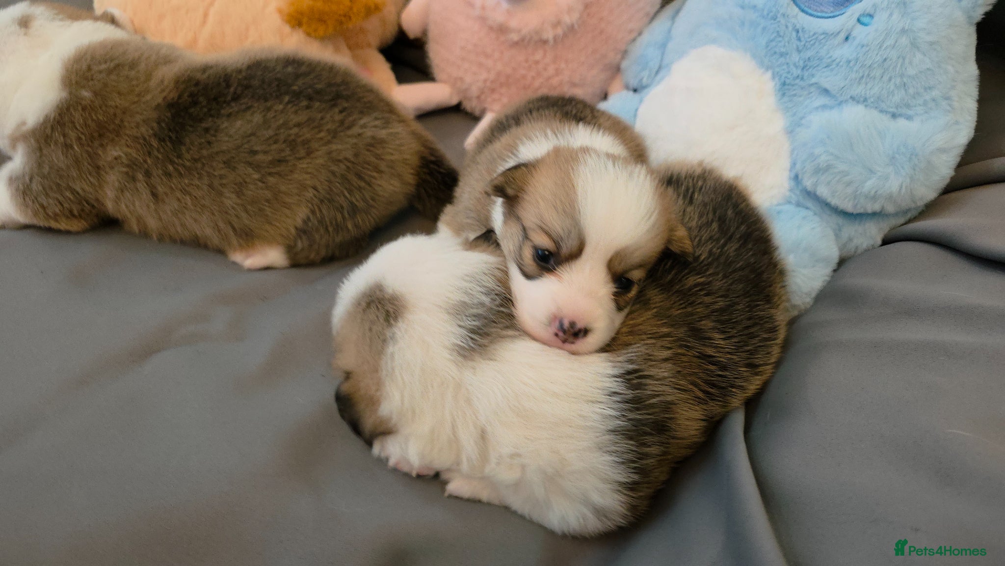 Welsh Corgi Pembroke dogs Corgi Puppies for Loving Homes – 1 Male, 1 Females - Advert 4