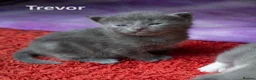 Mixed Breed cats for sale: 2 Affectionate British Shorthair Cross Kittens - Advert 4