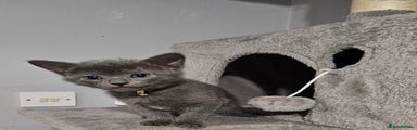 Russian Blue Kitten 6