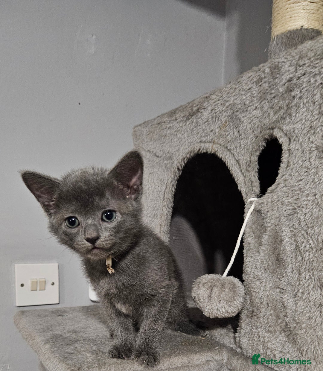 Russian Blue cats for sale: 🐾 last two girls Russian Blue Kittens 🐾 - Advert 19