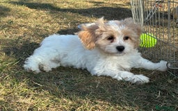 Cavachon dogs for sale: Cavachon puppies  - Image 3