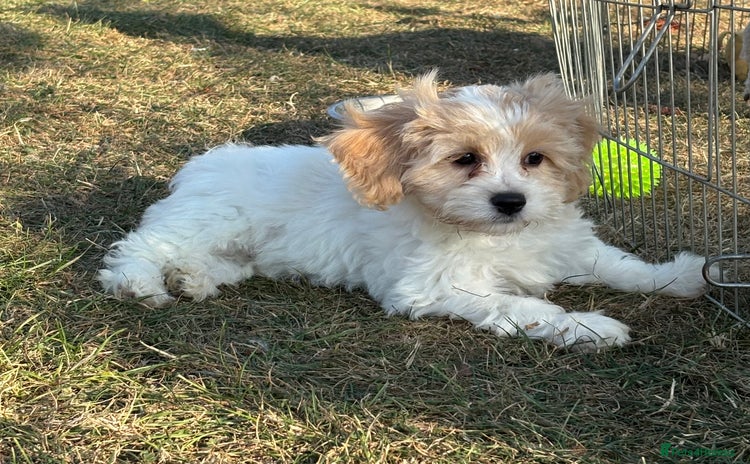 Cavachon dogs - Advert 1