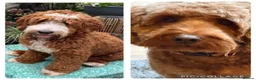 Mixed Breed dogs for sale: 🐶❤️Australian double doodles❤️🐶Waiting list - Advert 1