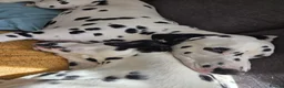 Dalmatian dogs for sale: 7 stunning Dalmatian pups in Reading - Advert 13