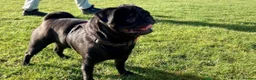 Pug dogs for sale: Beautiful Litter Of Pug Puppies All Girls  - Advert 22