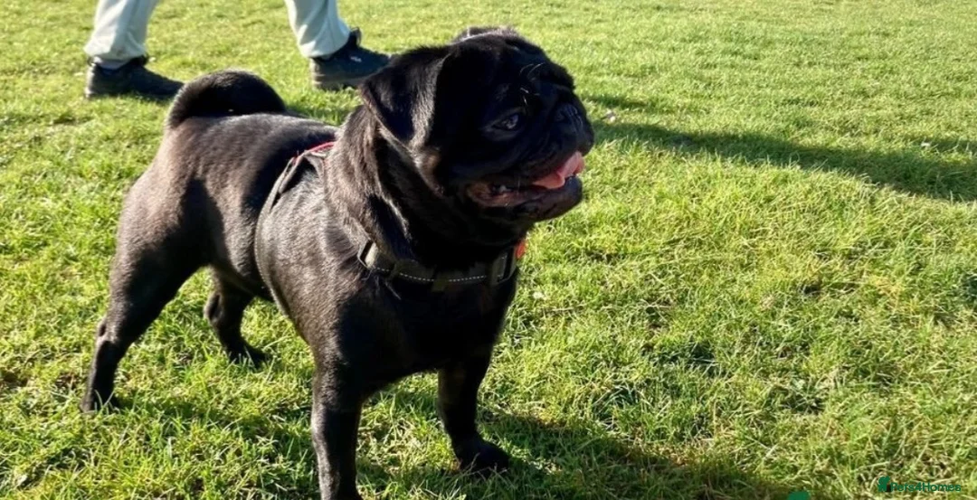Pug dogs for sale: Beautiful Litter Of Pug Puppies All Girls  - Advert 22