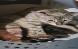 Bengal cats for sale: Bengal .. British short-hair cross - Image 4