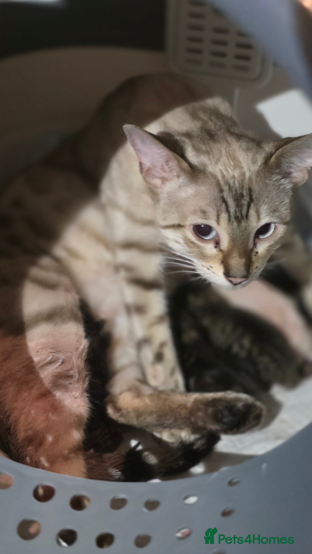 Bengal cats for sale: Bengal .. British short-hair cross - Image 4