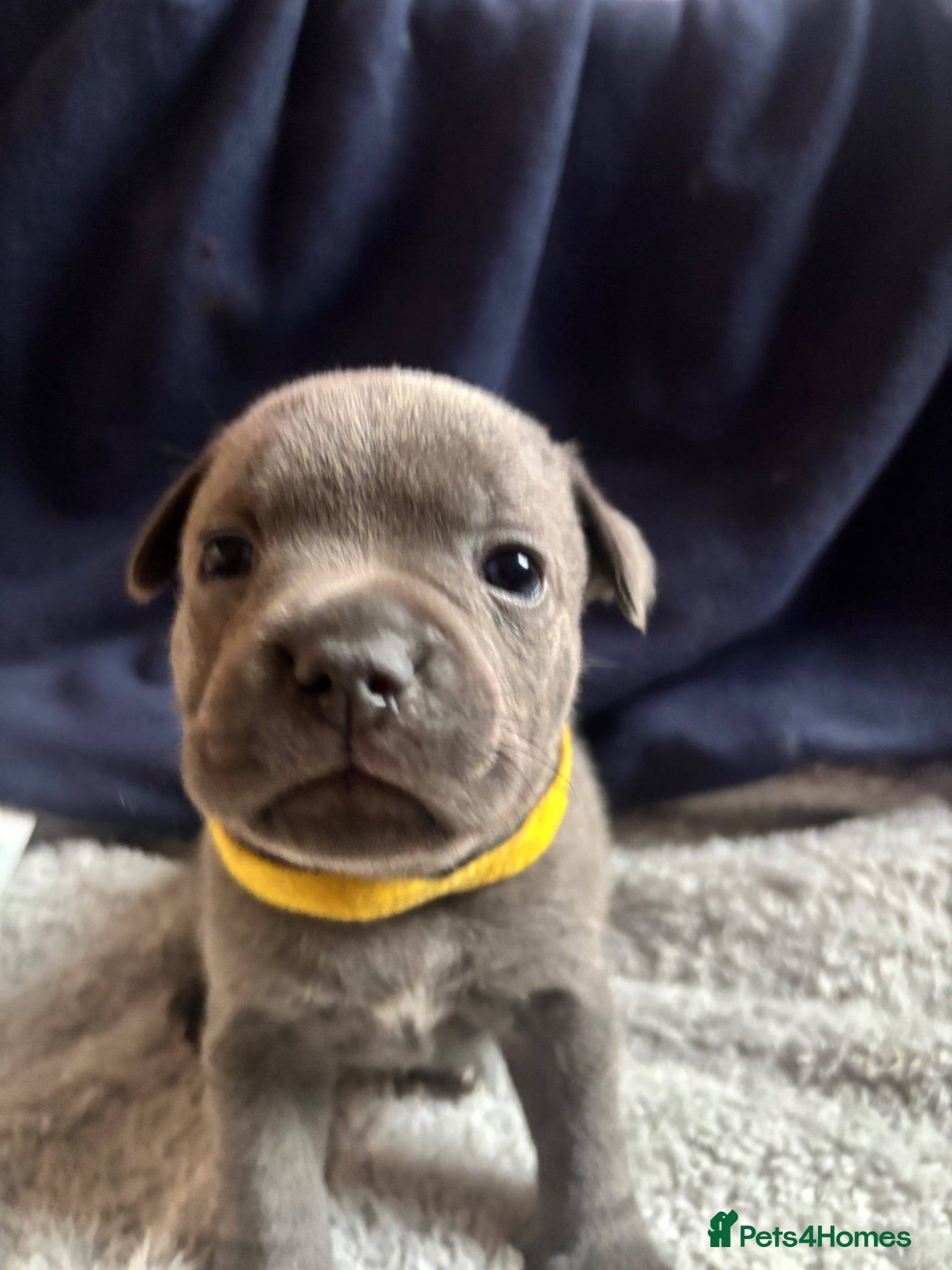 Staffordshire Bull Terrier dogs TWO BEAUTIFUL KC BLUE STAFFS BOYS AVAILABLE  - Advert 1