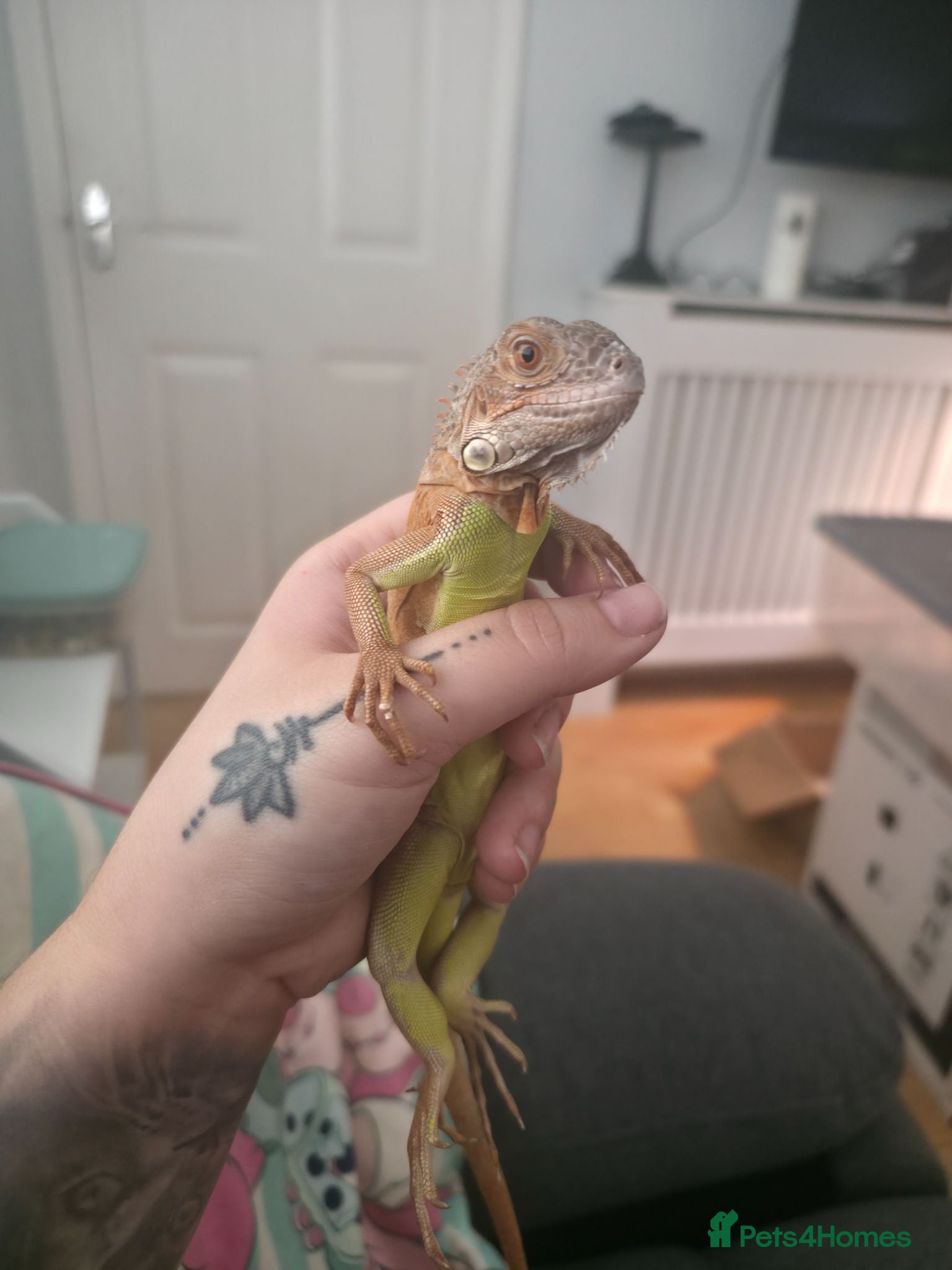 Iguana reptiles Beautiful lemon red iguana  - Advert 2