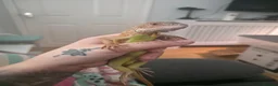 Iguana reptiles for sale: Beautiful lemon red iguana  - Advert 1