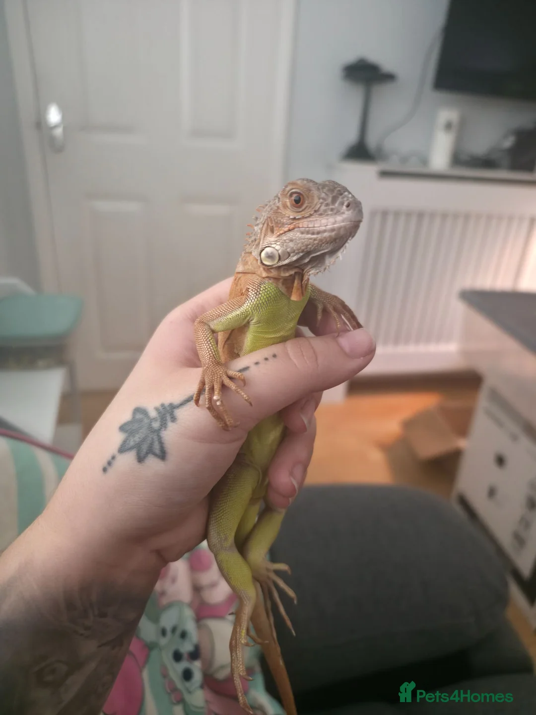 Iguana reptiles for sale: Beautiful lemon red iguana  - Advert 1