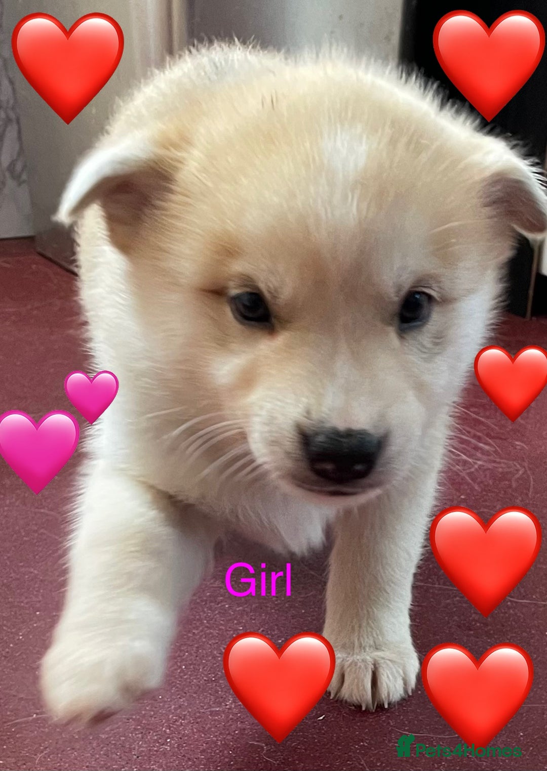 Mixed Breed dogs for sale: 3 husky puppies for sale - Image 3