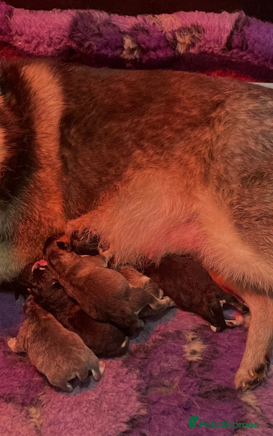 Pomsky dogs for sale: Stunning Pomsky puppies from health tested parents - Advert 41