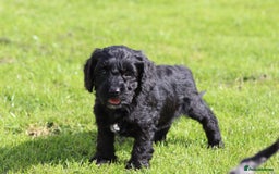 Cockapoo dogs for sale: F1 Cockapoo puppies for sale  - Image 15