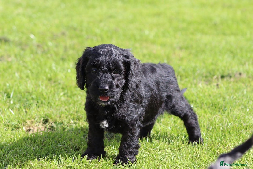 Cockapoo dogs for sale: F1 Cockapoo puppies for sale  - Image 15