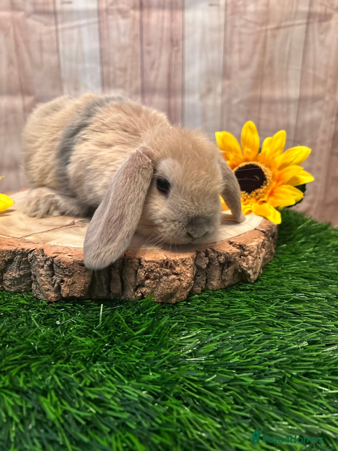Mini Lop rabbits for sale: Gorgeous mini lops - yellow litter - Image 4