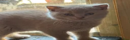 British Shorthair cats for sale: Beautiful lilac BSH GCCF-price can be negotiable  - Advert 3