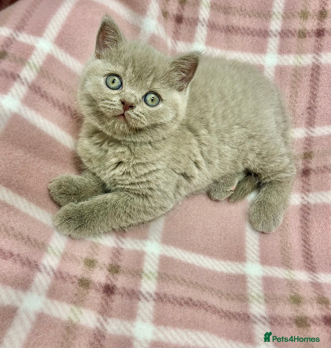 British Shorthair cats for sale: GCCF British Shorthair for Sale - Advert 22